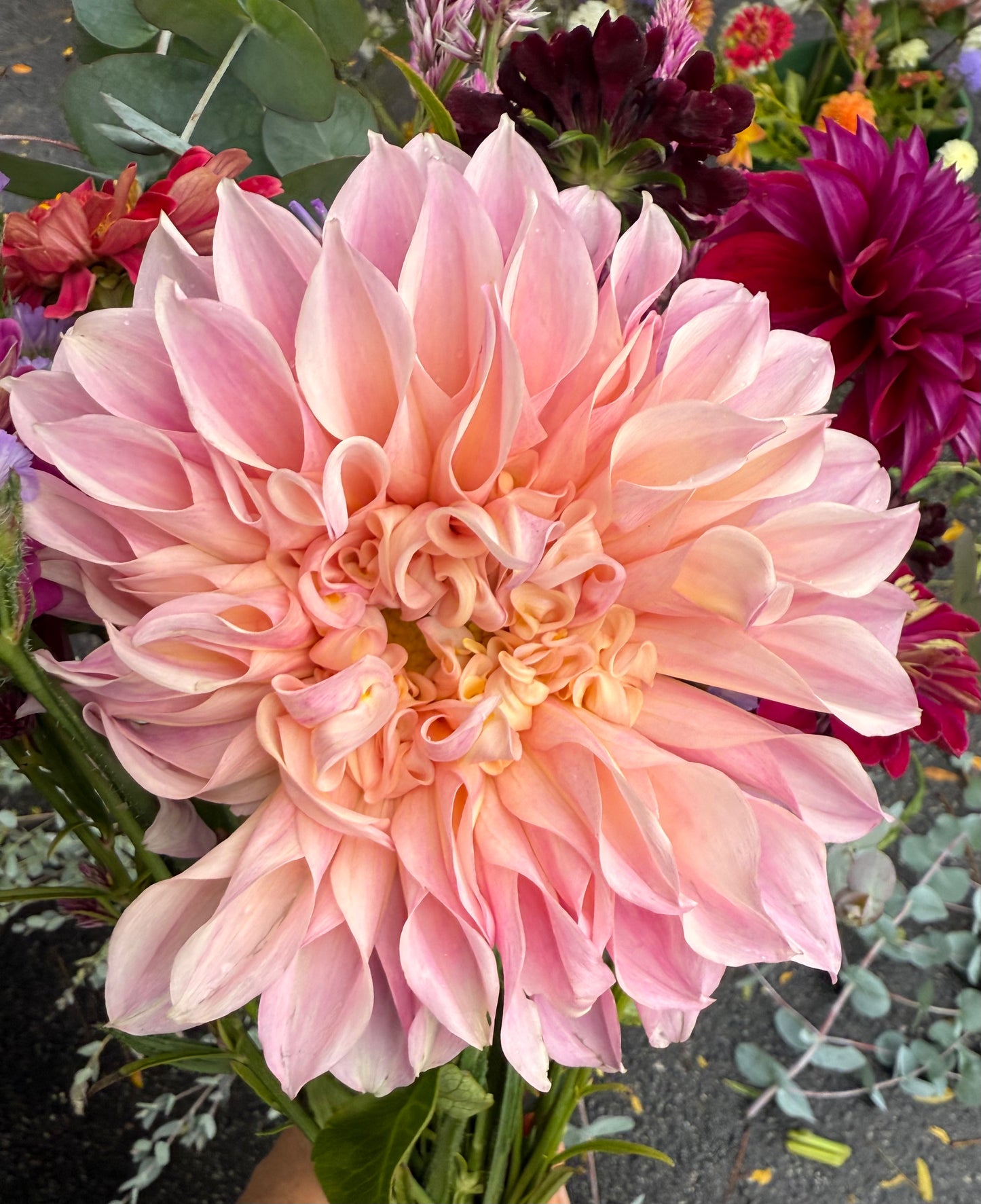 Cafe Au Lait Rose