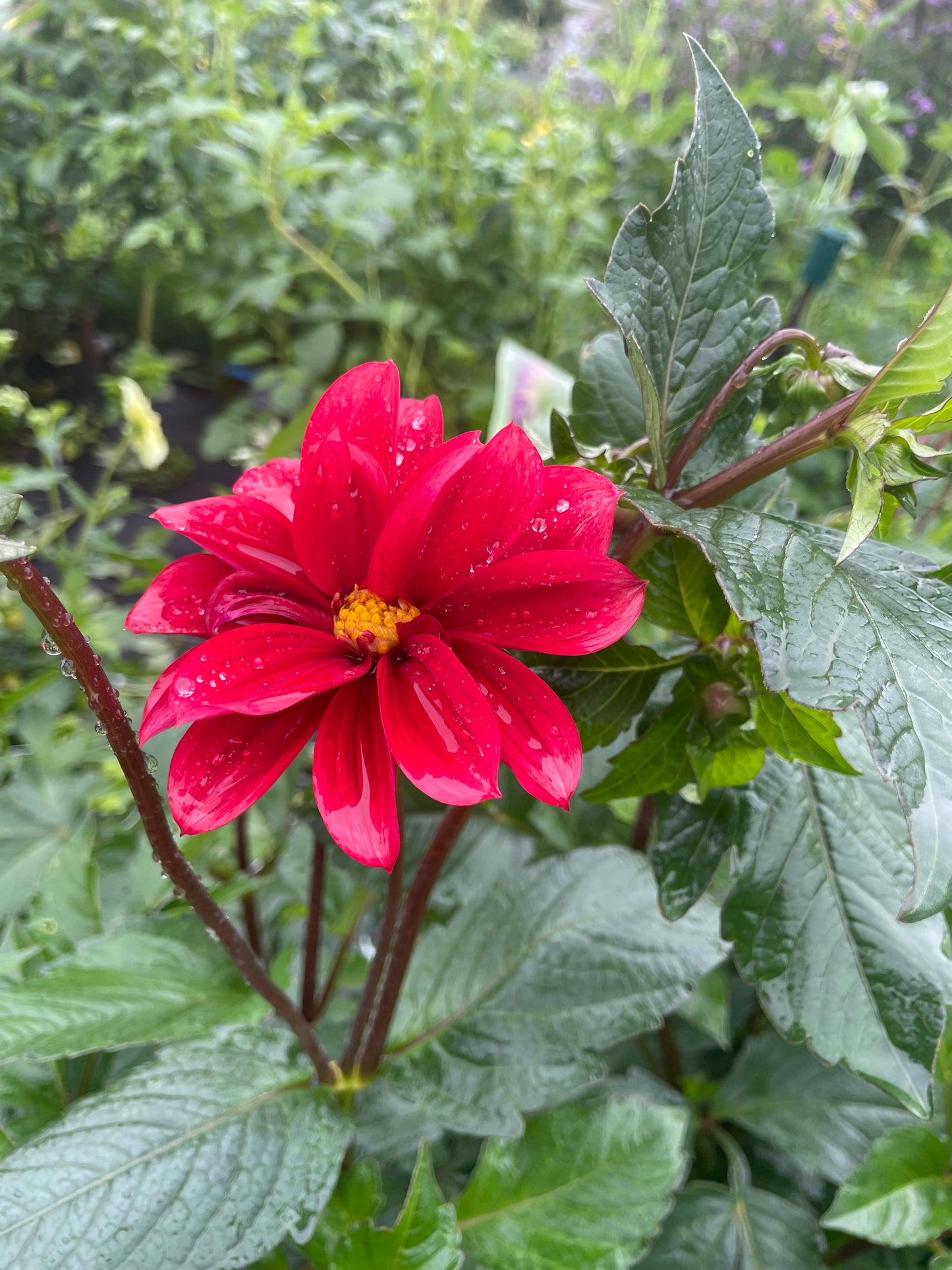 MYSTERY Dahlia Tuber