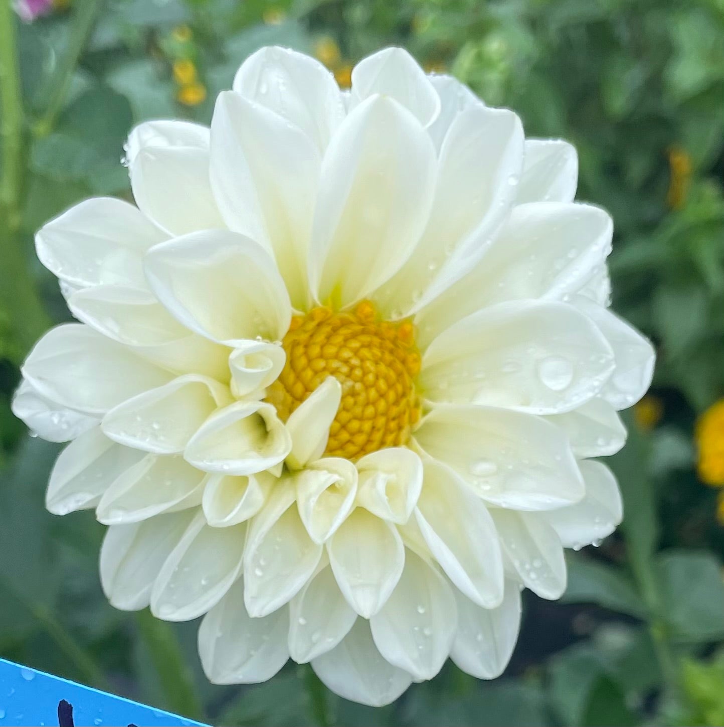 MYSTERY Dahlia Tuber