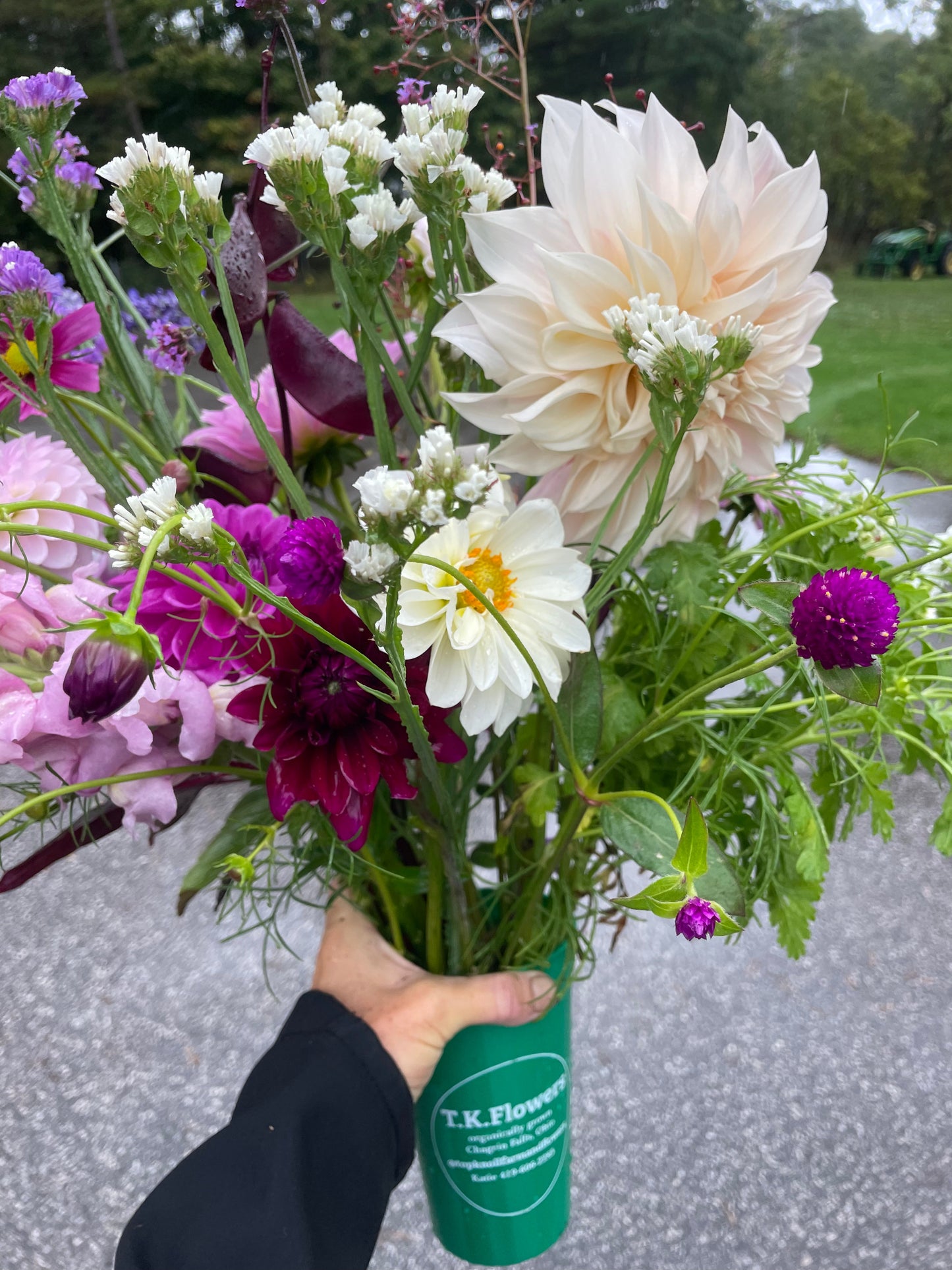 Cafe Au Lait Dahlia Tuber