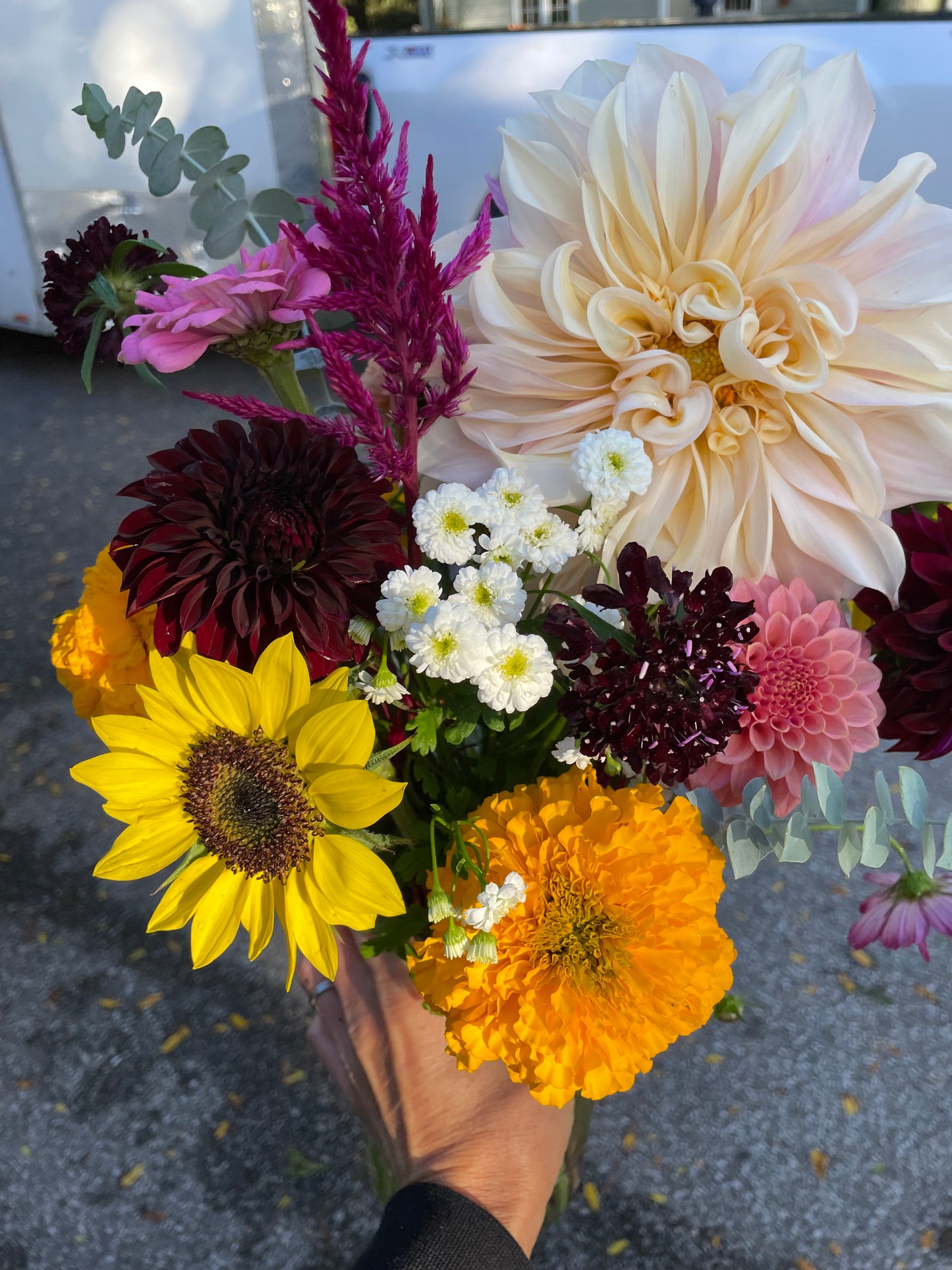Cafe Au Lait Dahlia Tuber
