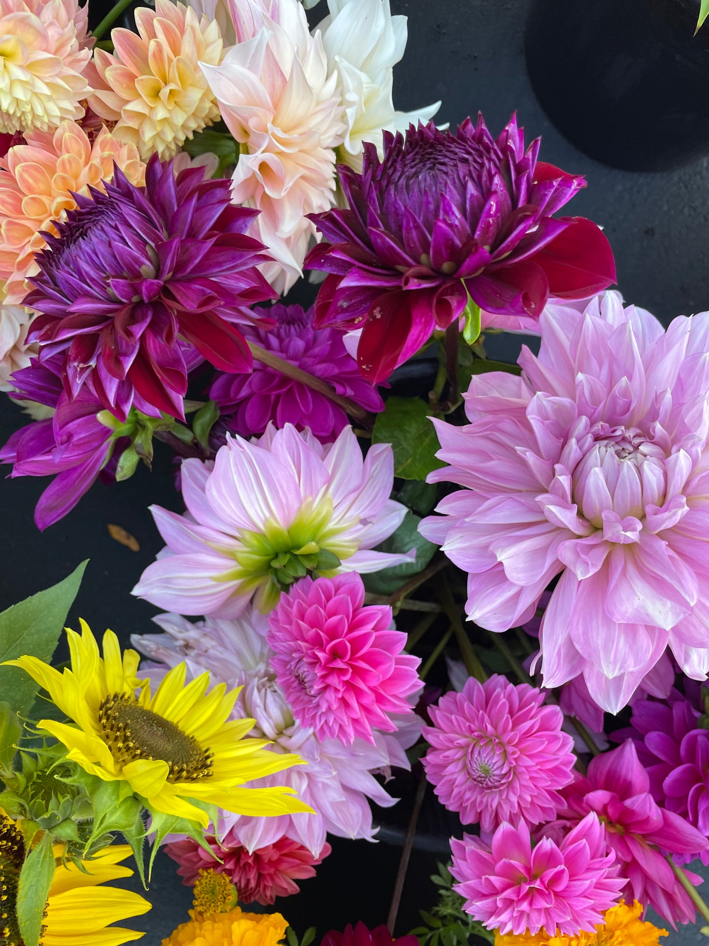 Lavender Perfection Dahlia Tuber