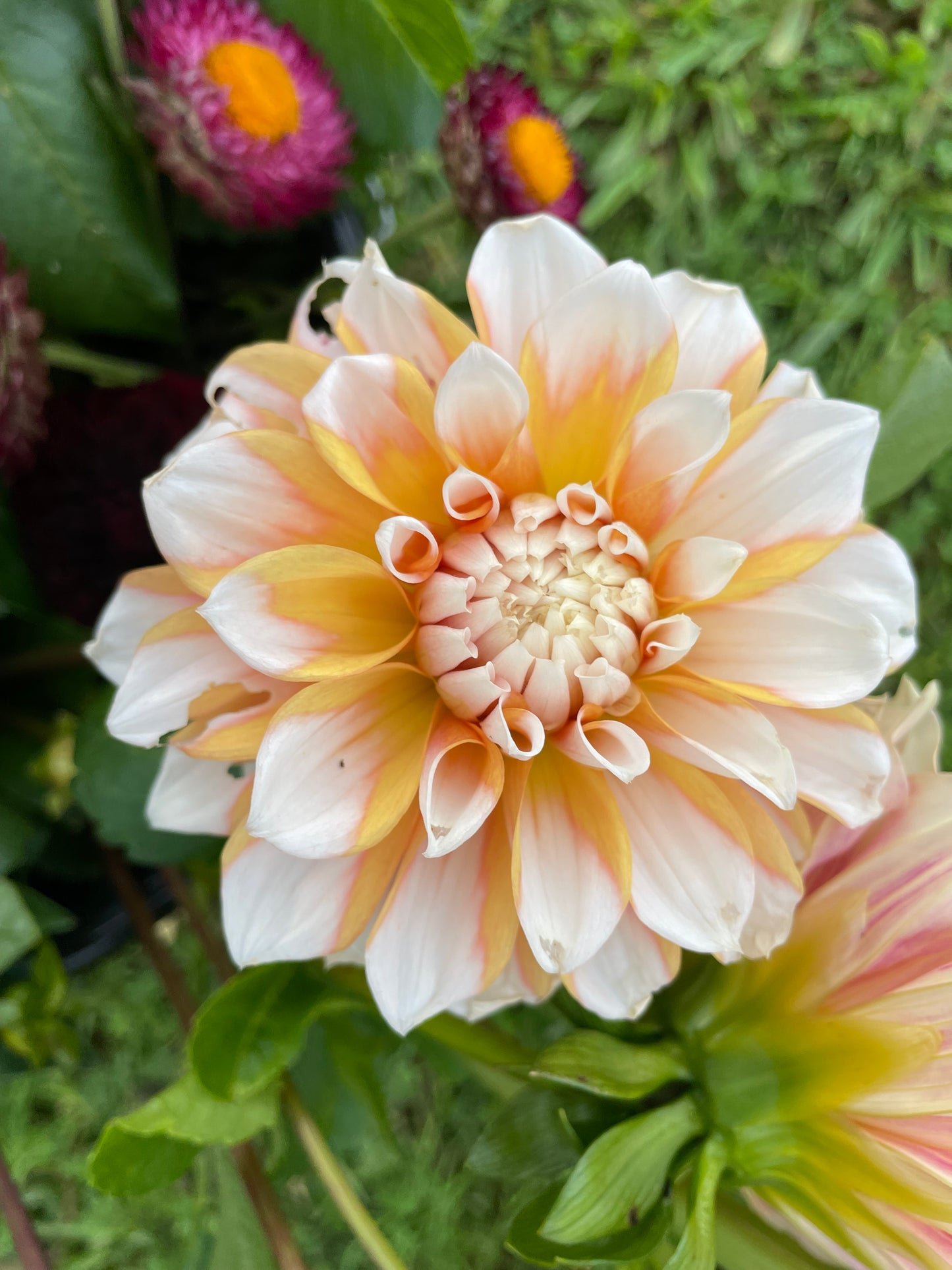 Seattle Dahila Tuber