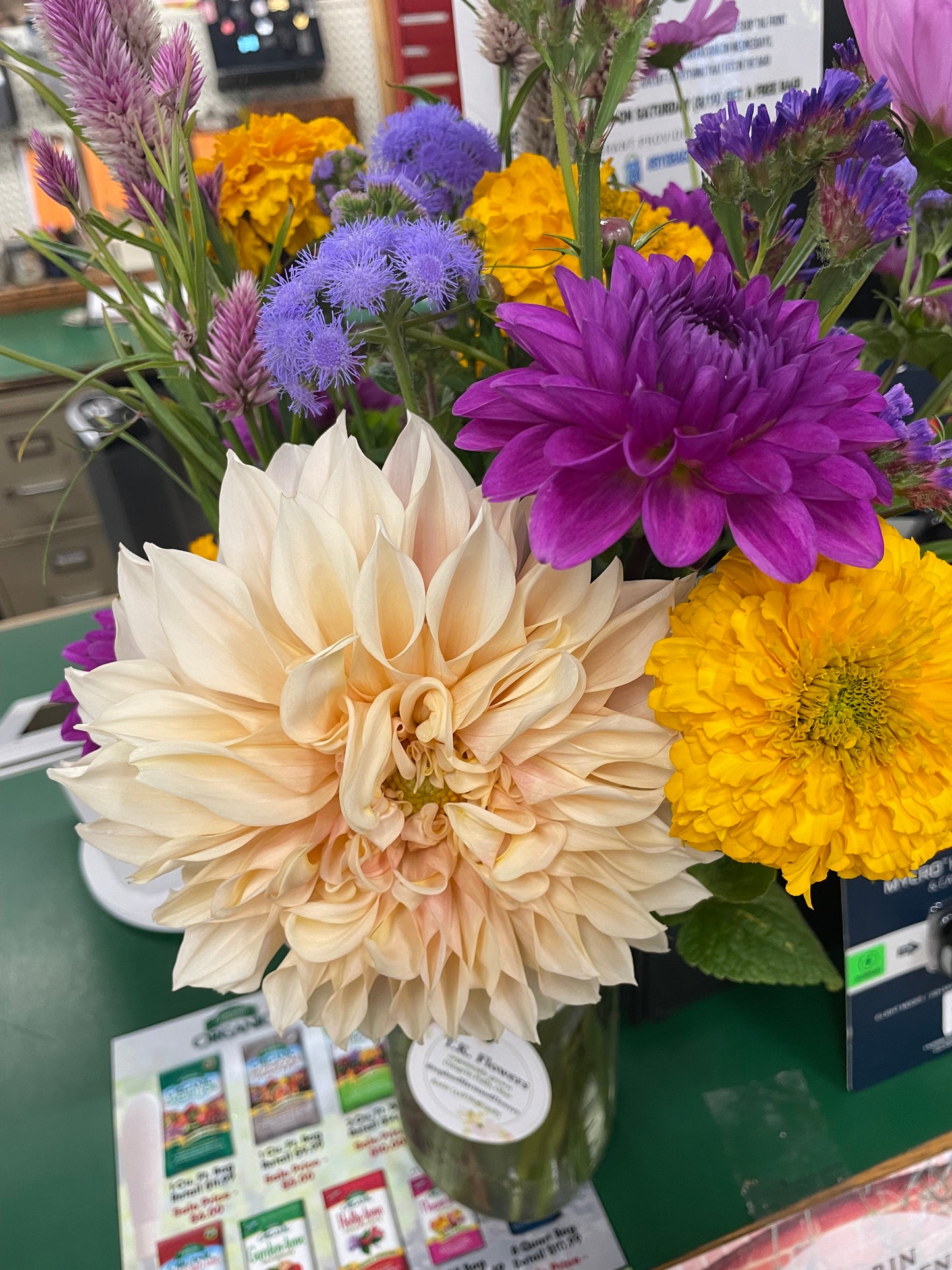Cafe Au Lait Dahlia Tuber