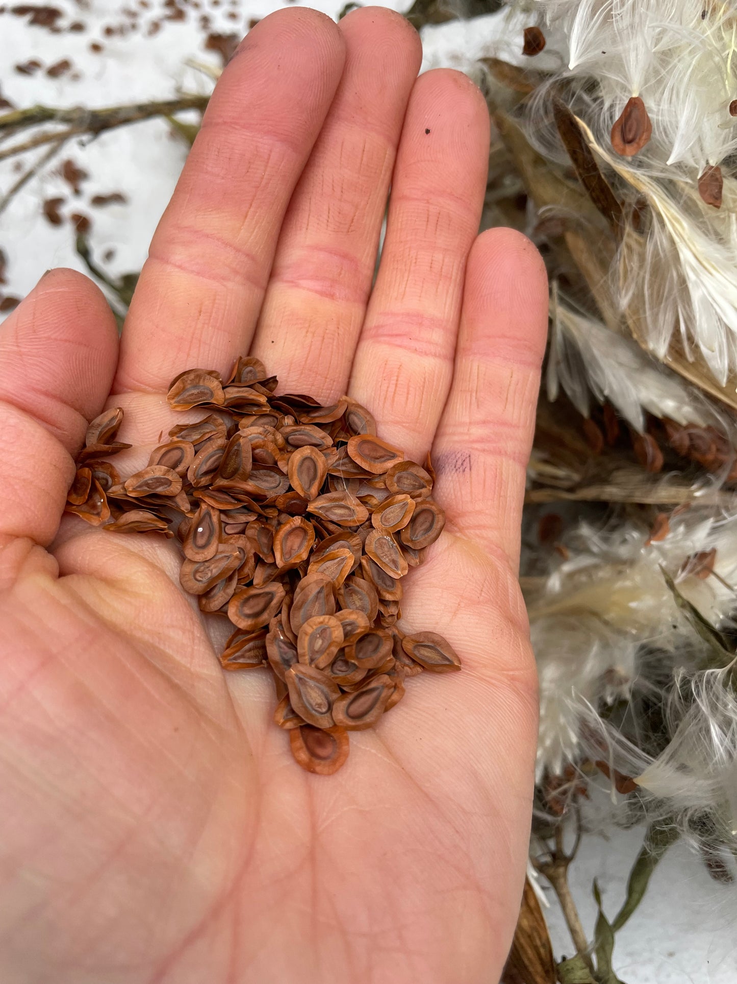 Swamp Milkweed Seed