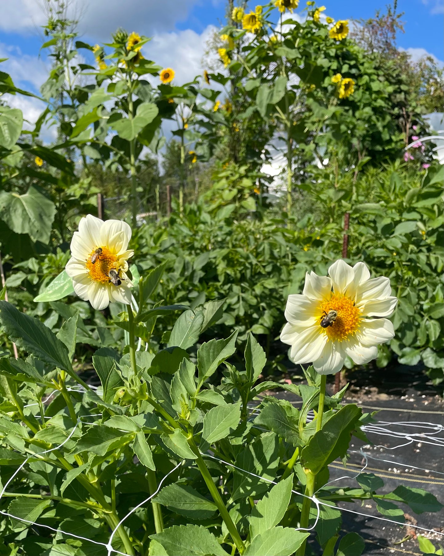 White Bees Choice