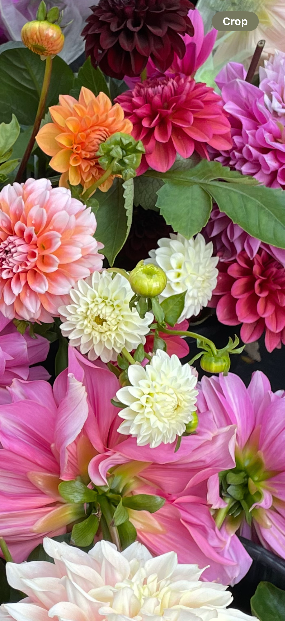 White Aster Dahlia Tuber