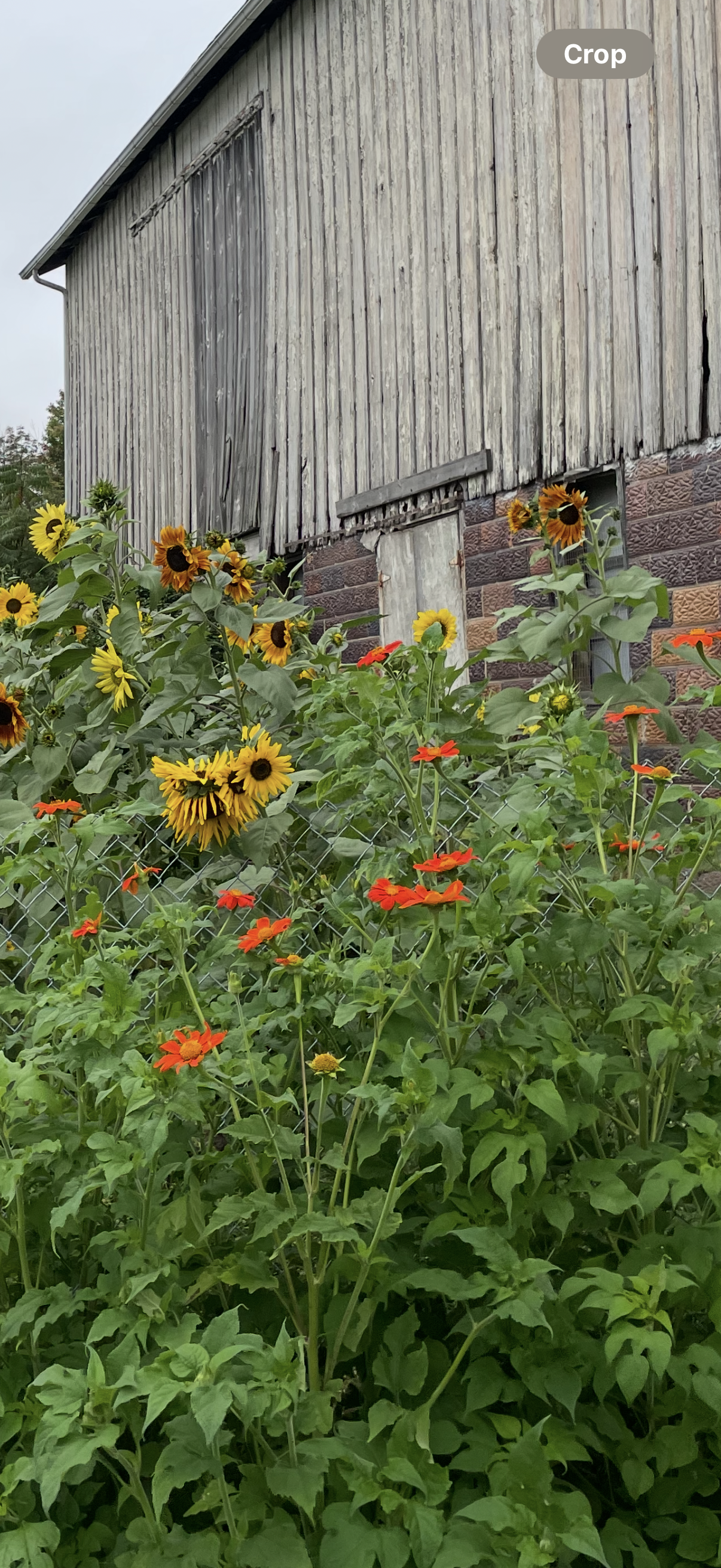 Tithonia - Mexican Sunflower Seed