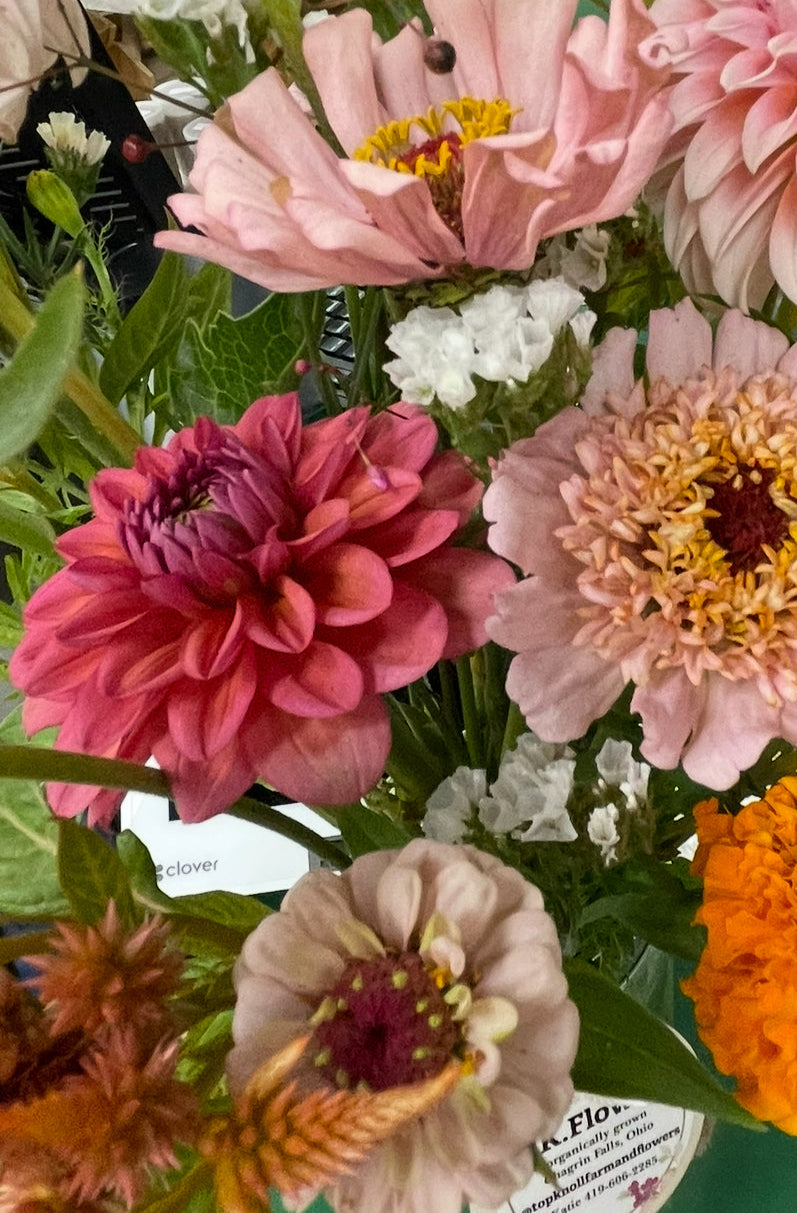 Daisy Duke Dahlia Tuber