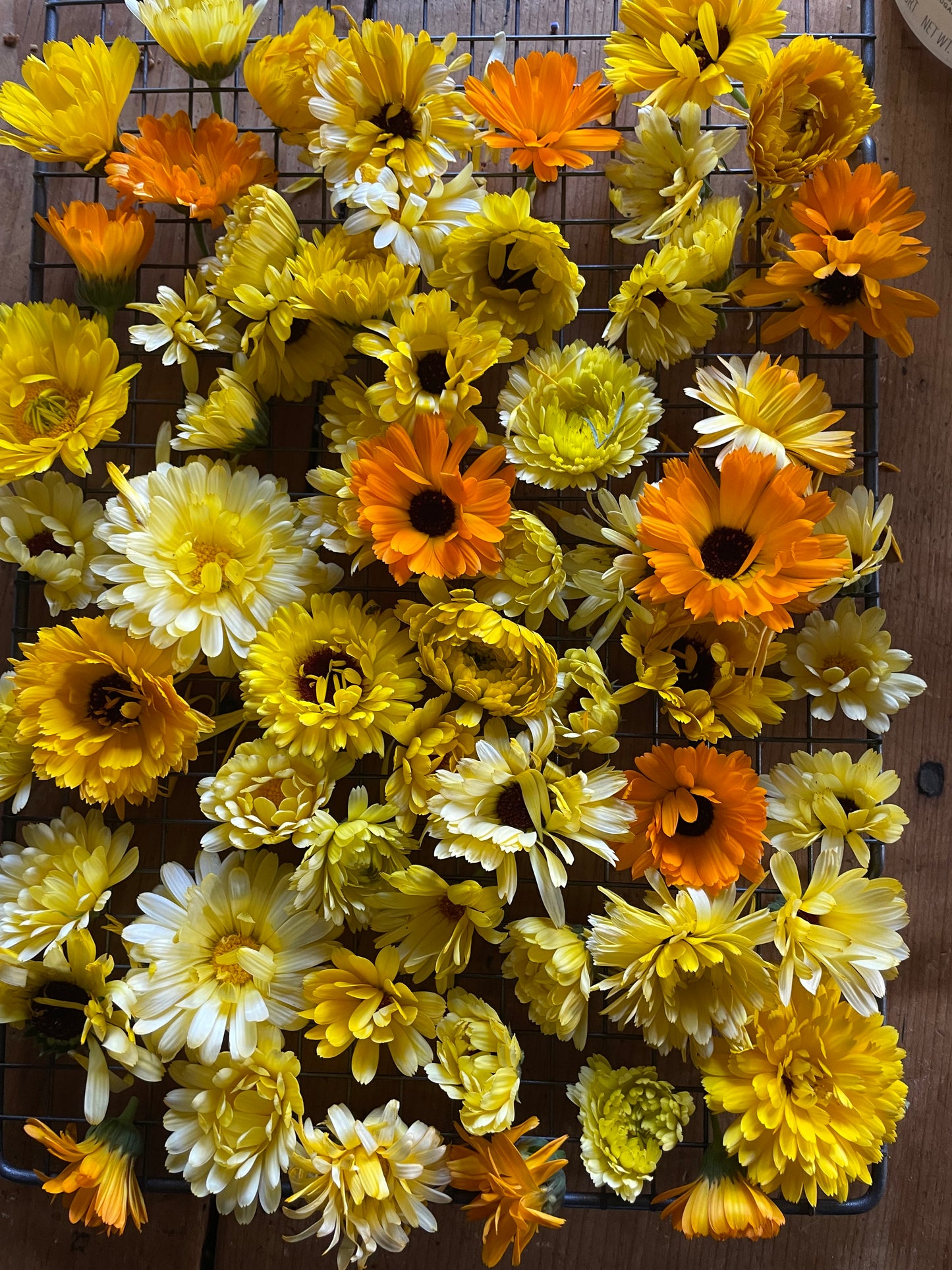 Calendula Seed Packet