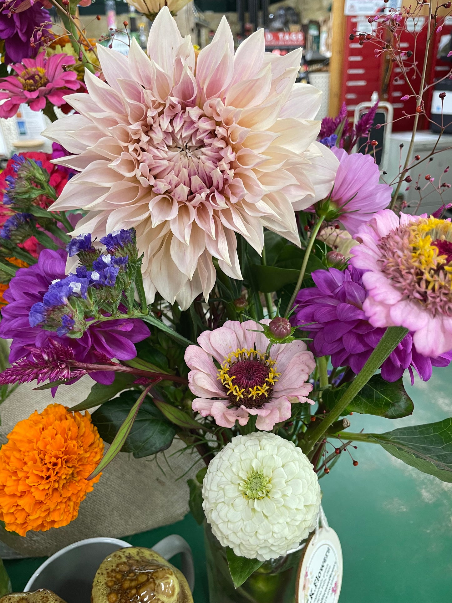 Cafe Au Lait Dahlia Tuber