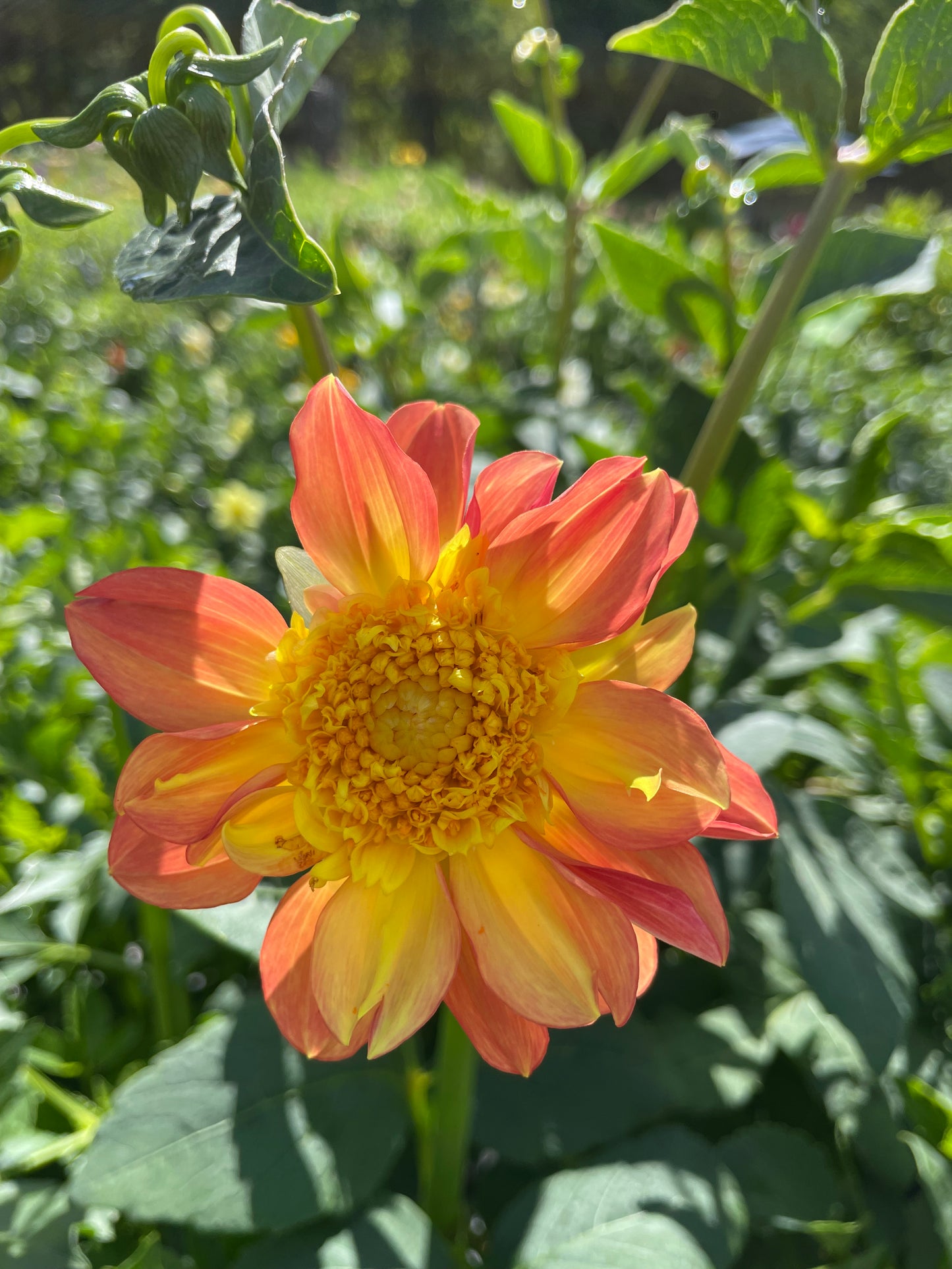 MYSTERY Dahlia Tuber