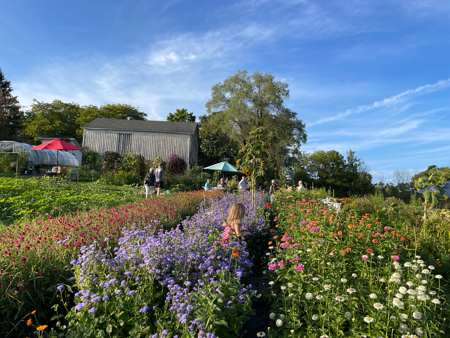 UPick Flowers Ticket 2025