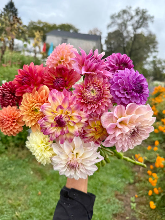 Dahlia Growing Guide 2026