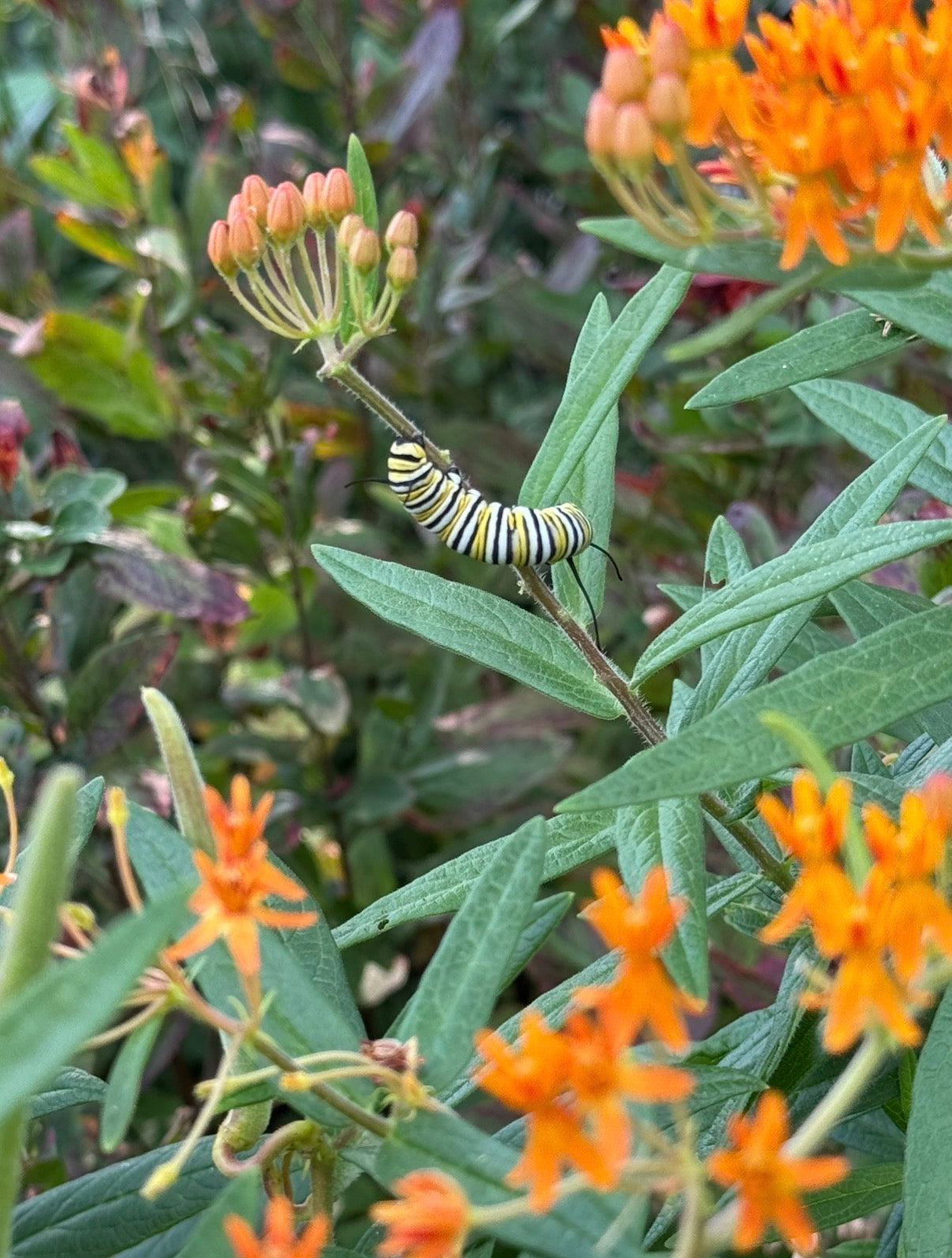 Butterfly Milkweed Seed