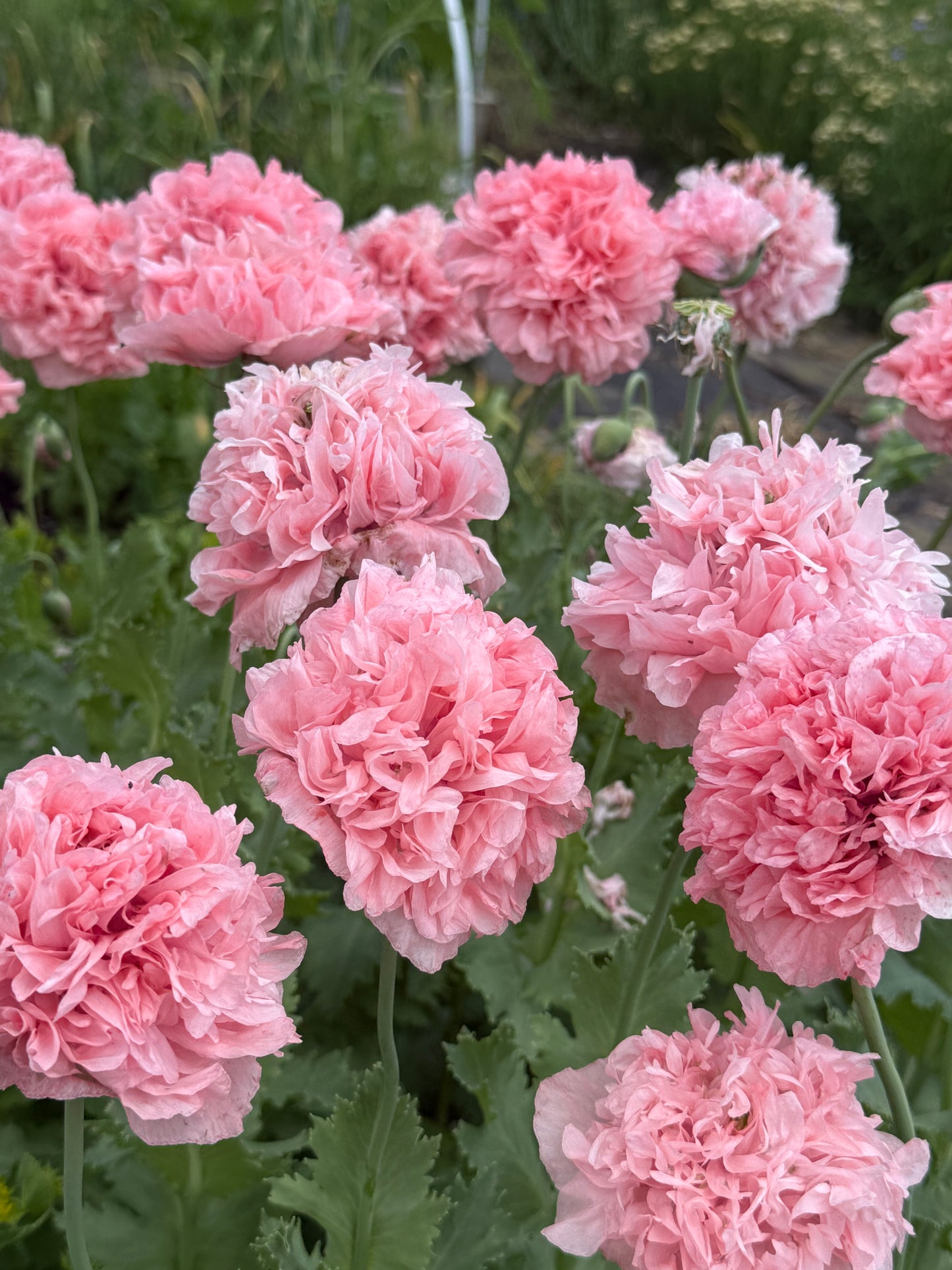Poppy, Breadseed Pink Peony - 1 per household please