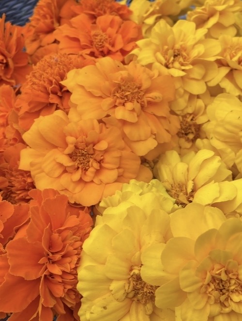 Marigold Mix (short variety)