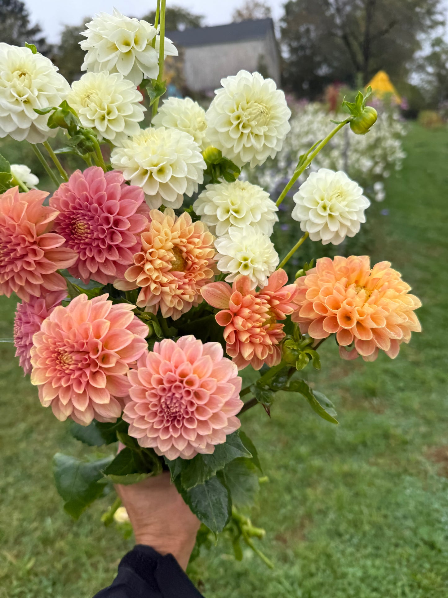 MYSTERY Dahlia Tuber