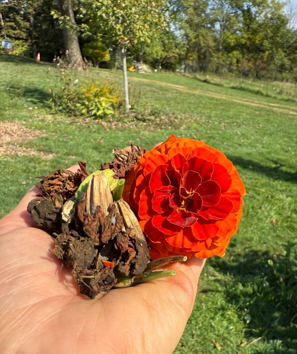 Marigold Mix (short variety)