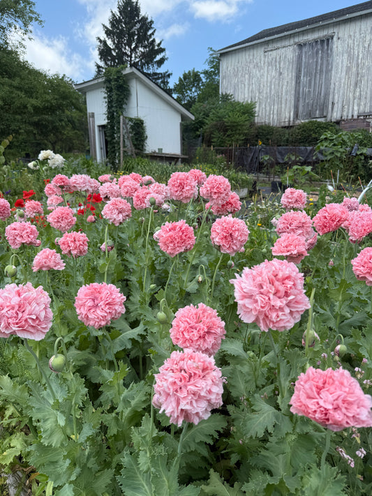 Poppy, Breadseed Pink Peony - 1 per household please