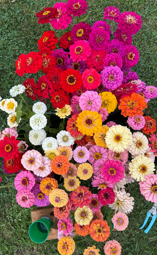 Zinnia Mix '25