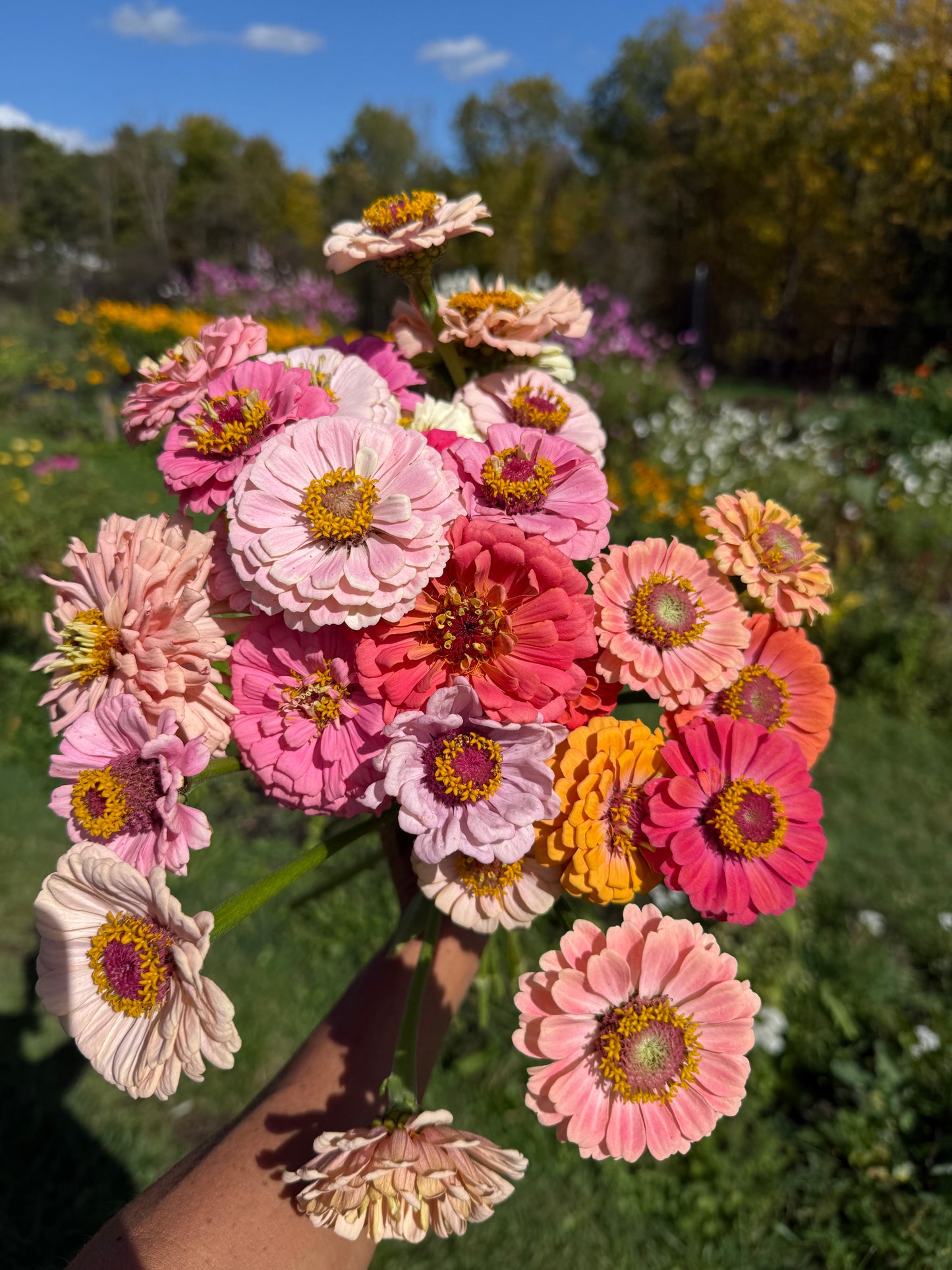 Zinnia Mix '25