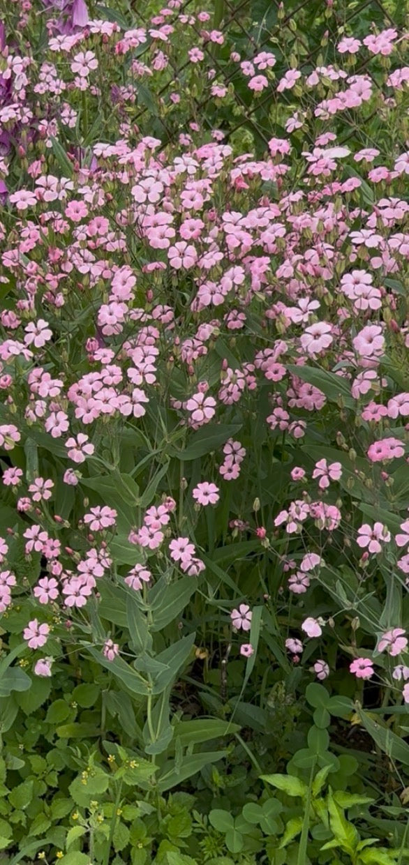 Pink Beauty (Saponaria Seed)