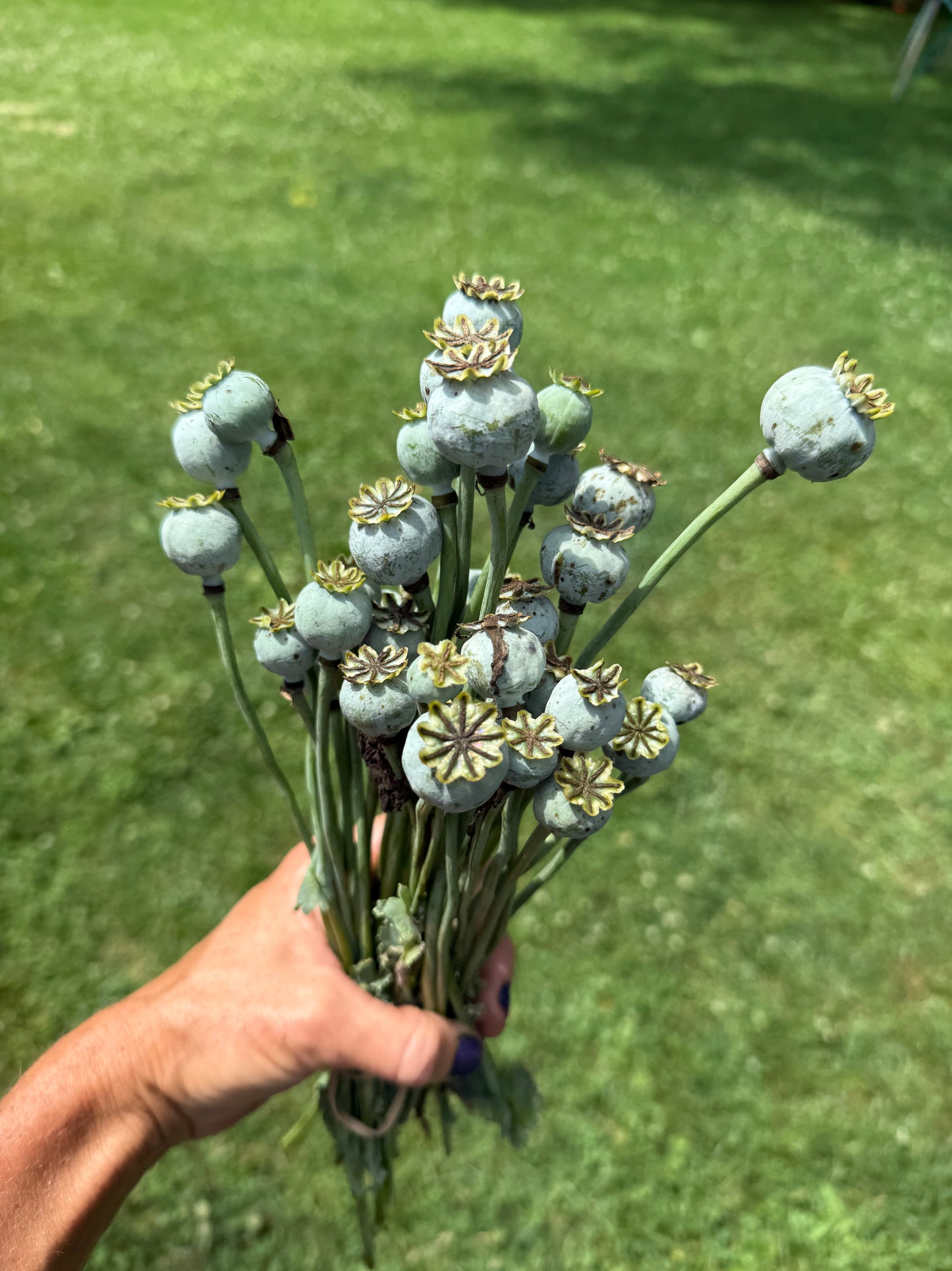 Poppy, Breadseed Pink Peony - 1 per household please