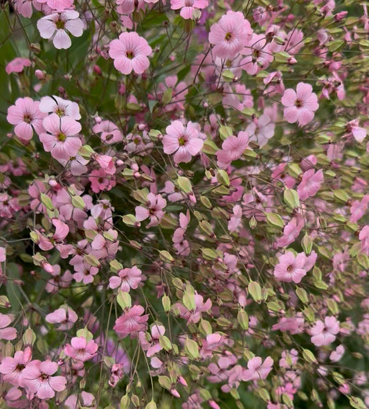 Pink Beauty (Saponaria Seed)