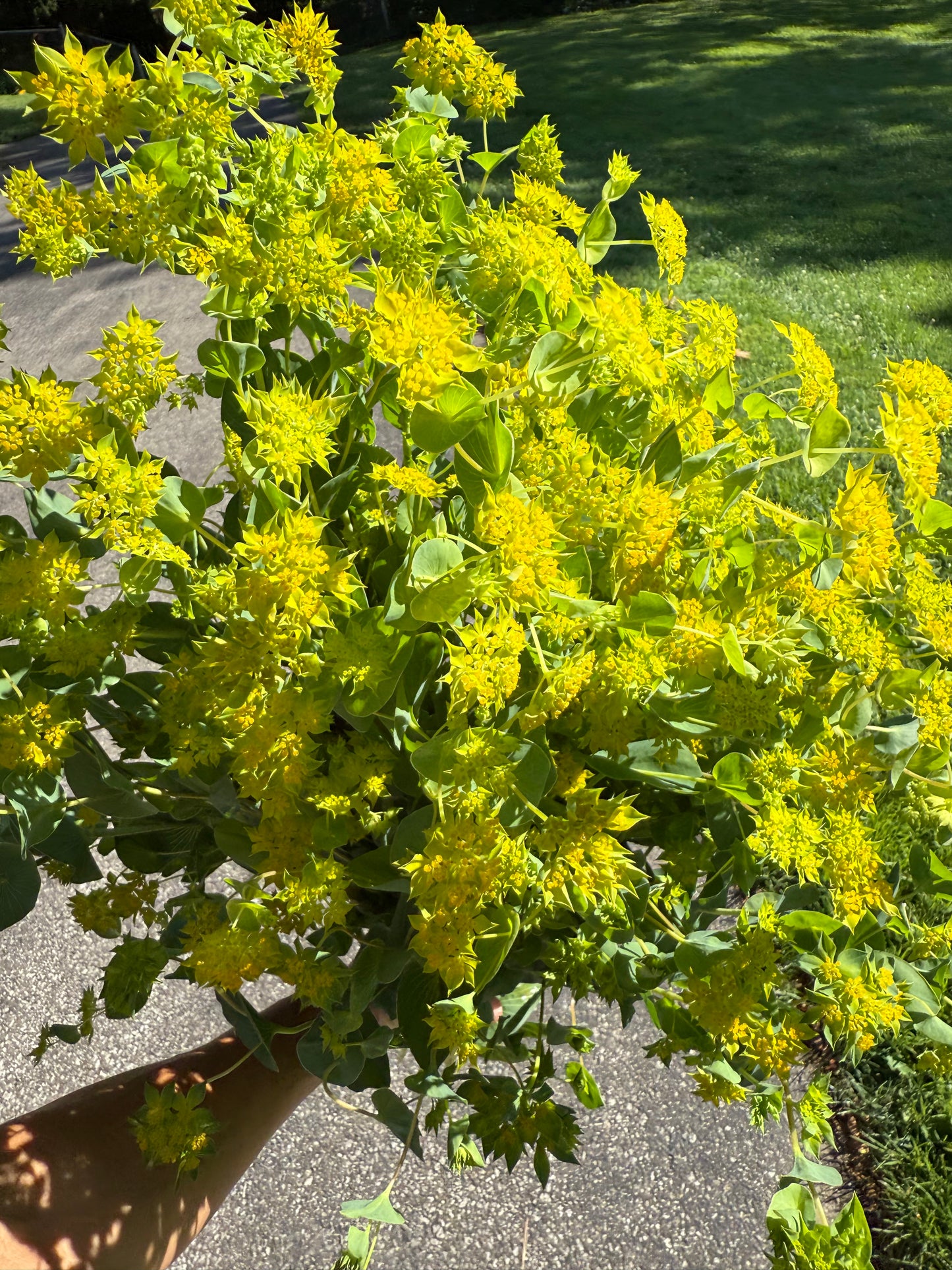Bupleurum (Green Gold)