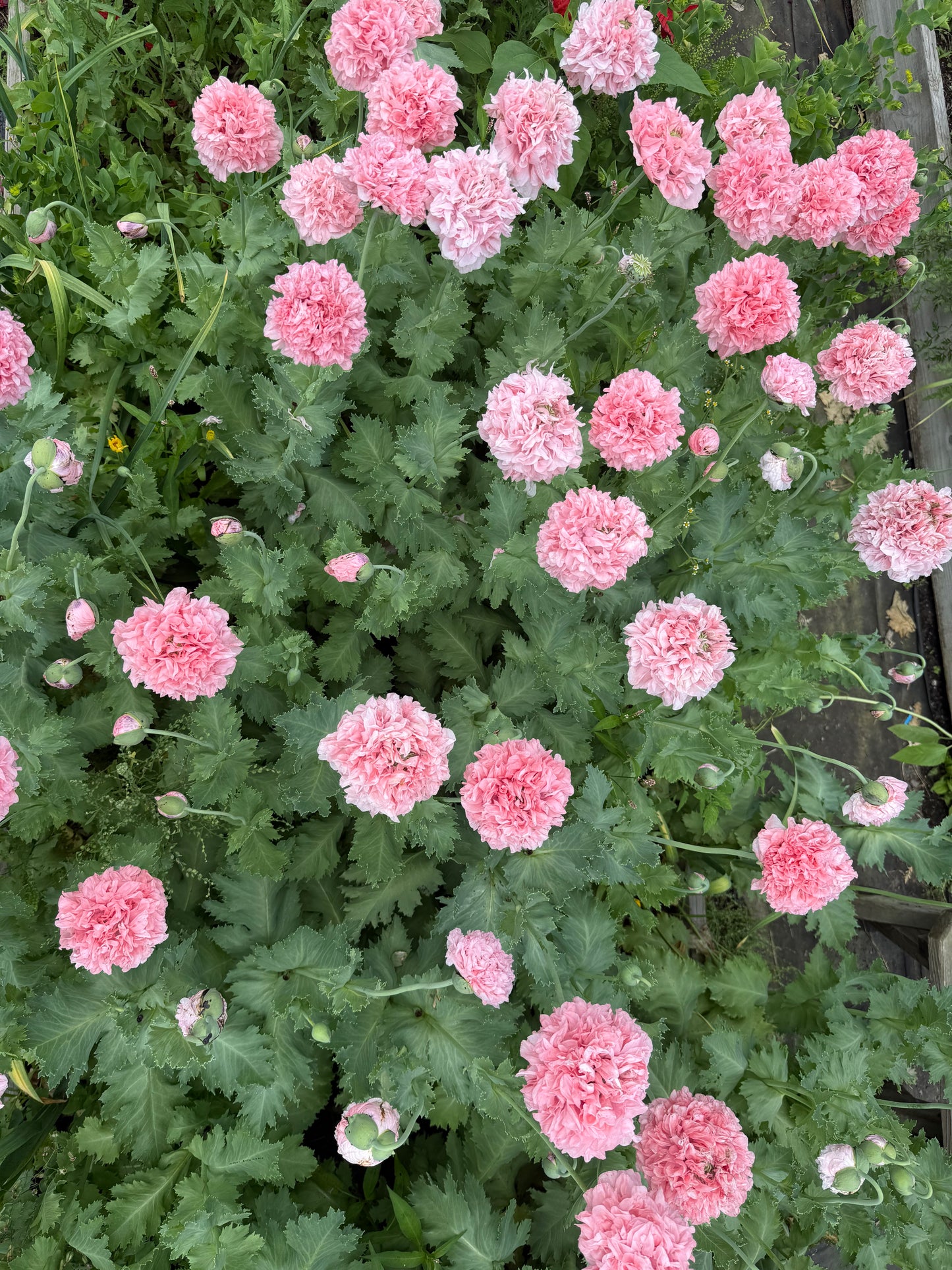 Poppy, Breadseed Pink Peony - 1 per household please