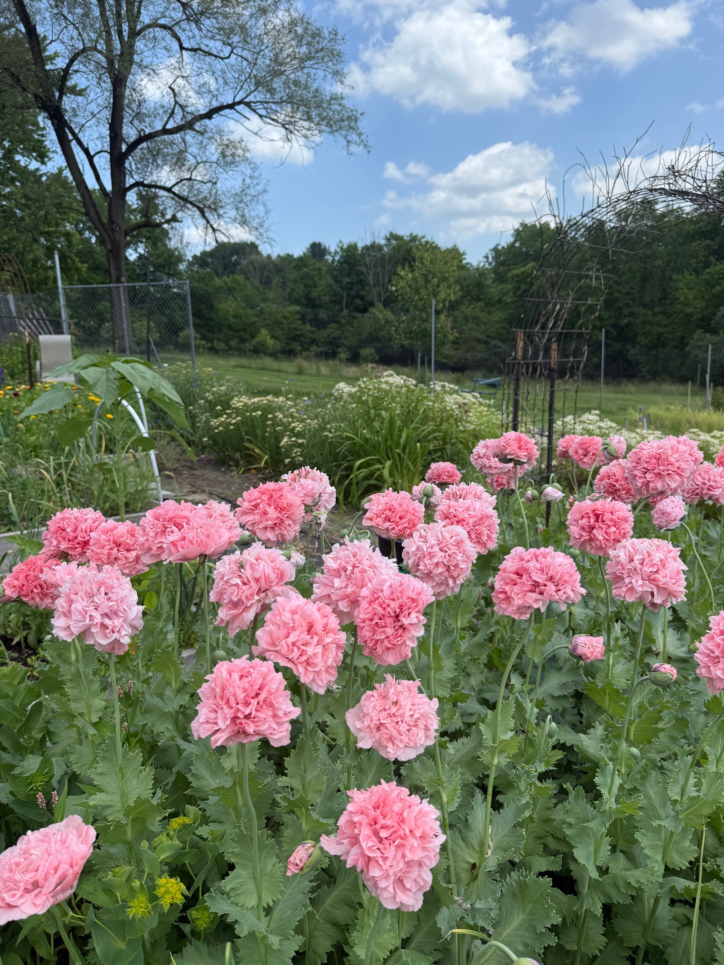 Poppy, Breadseed Pink Peony - 1 per household please