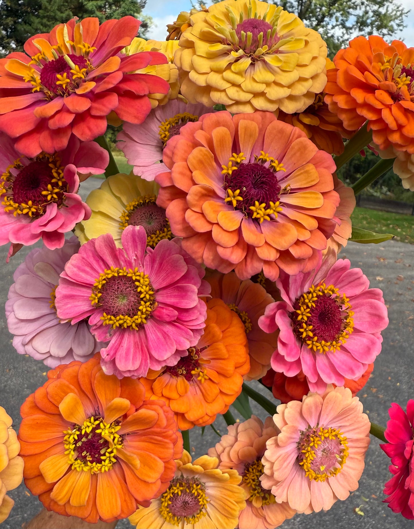 Zinnia Mix '25