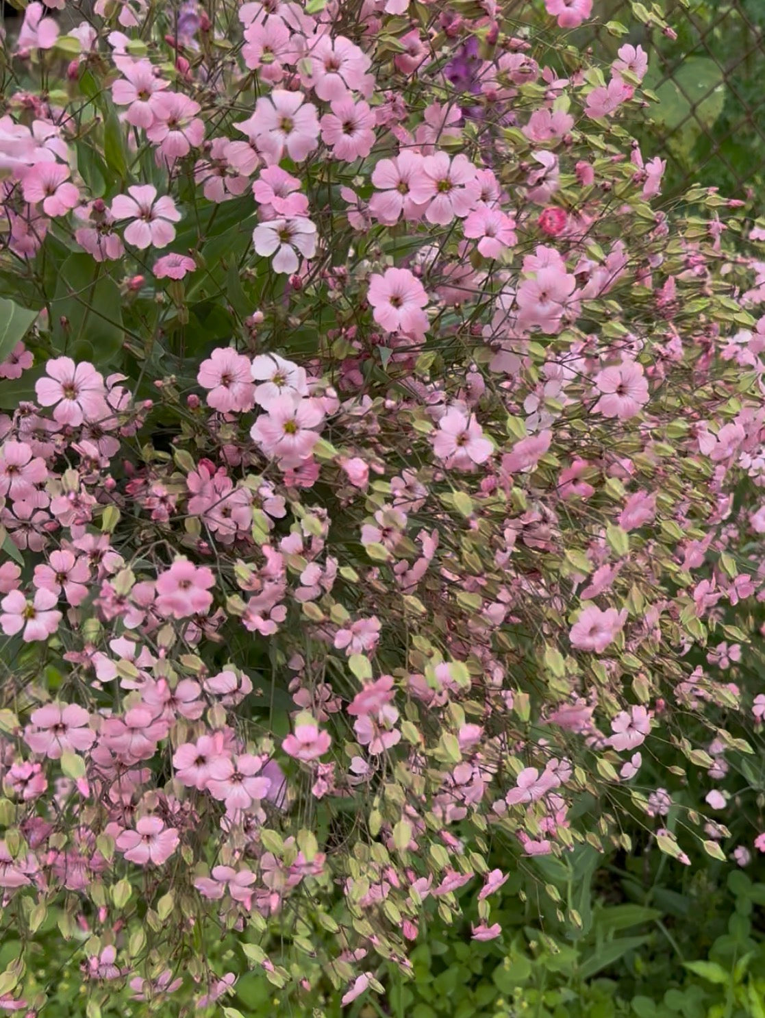 Pink Beauty (Saponaria Seed)