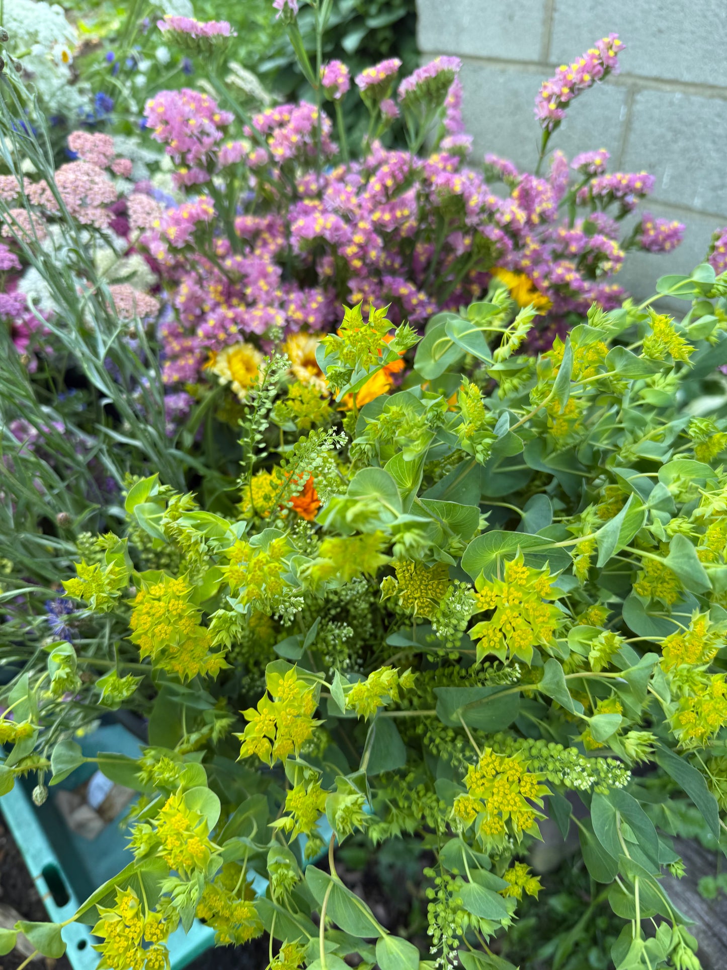 Bupleurum (Green Gold)