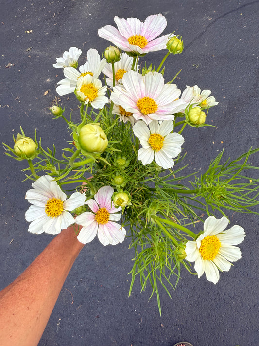 Local Florist (wholesale)