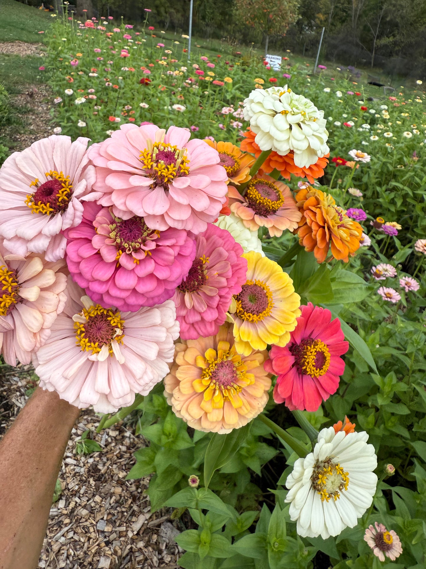 Zinnia Mix '25