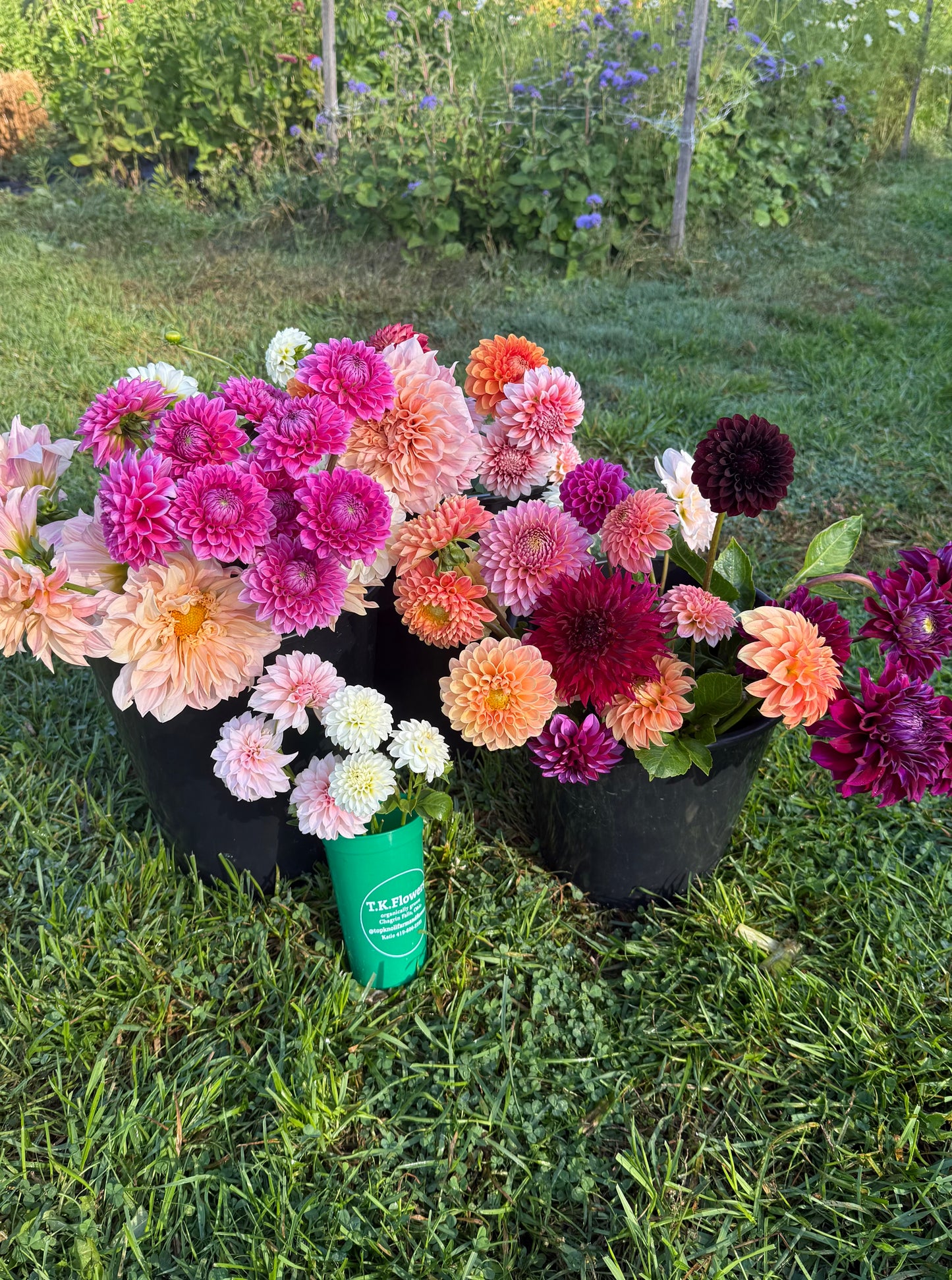 MYSTERY Dahlia Tuber