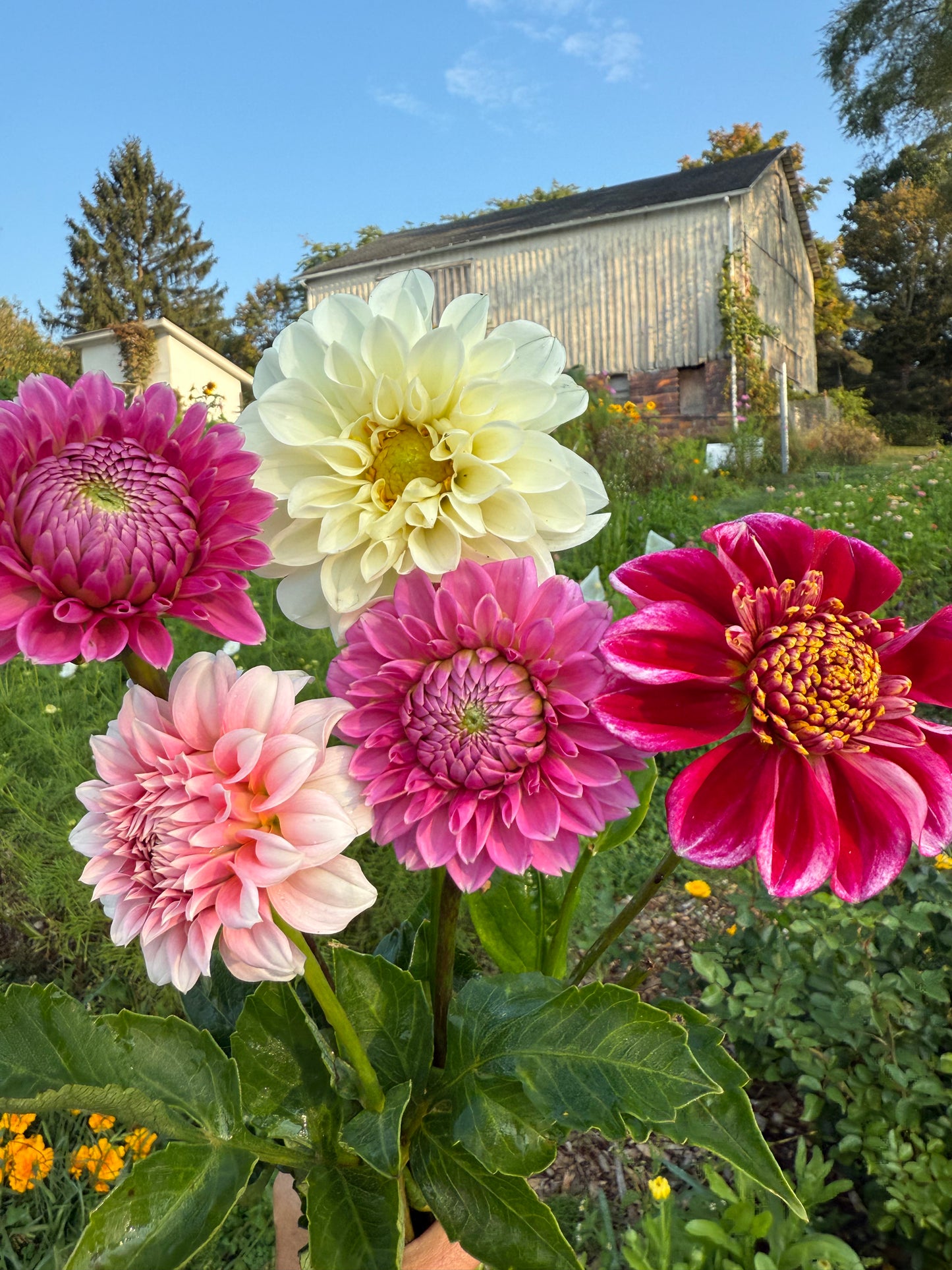 MYSTERY Dahlia Tuber