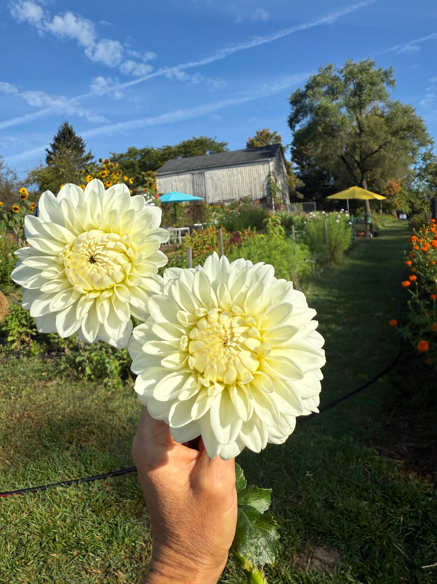 Boom Boom White Dahlia