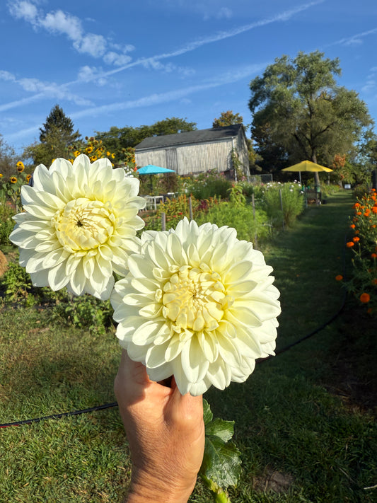 Boom Boom White Dahlia