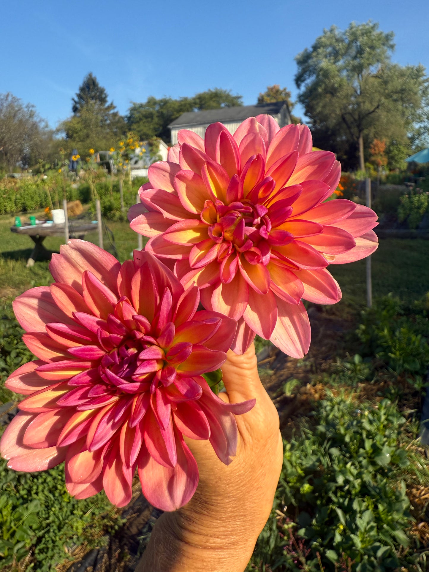 Karma Caroline Dahlia