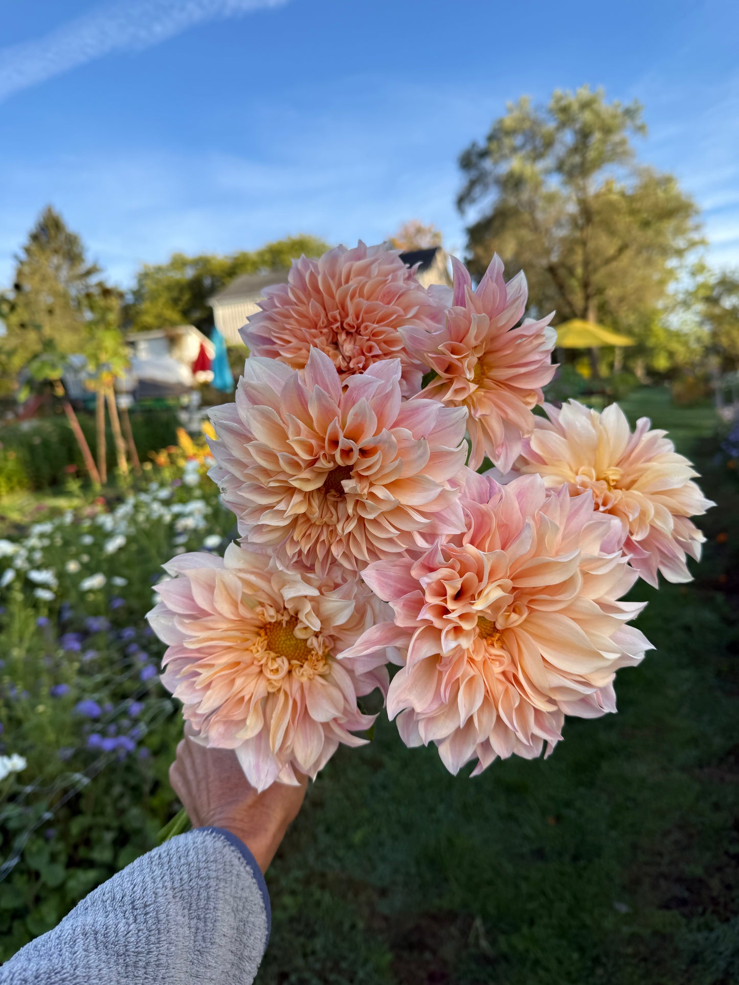 Cafe Au Lait Dahlia Tuber