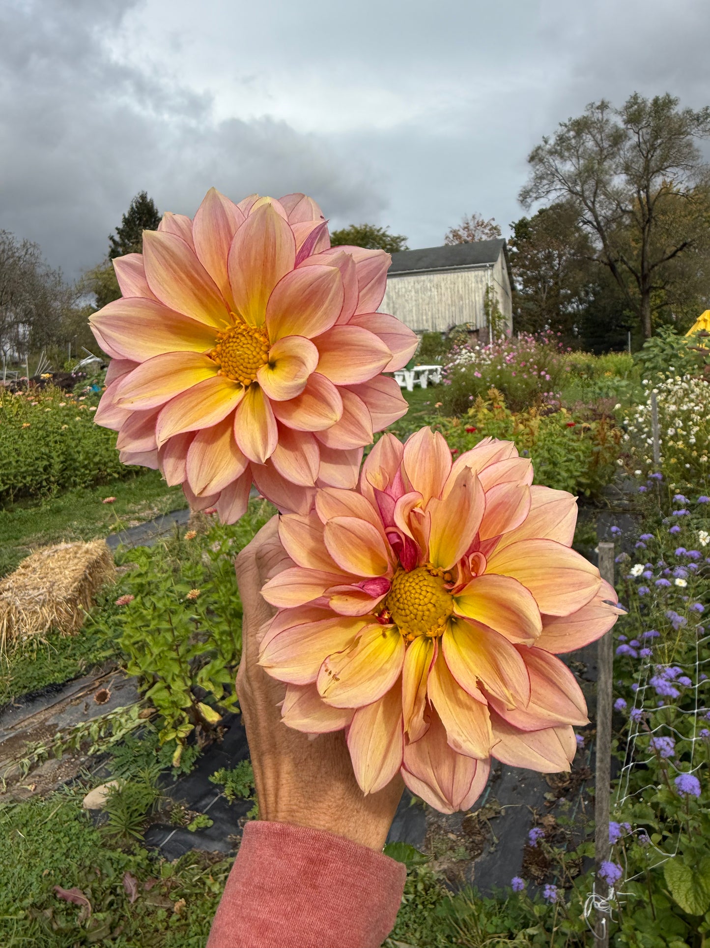 "My FAV" Bees Choice