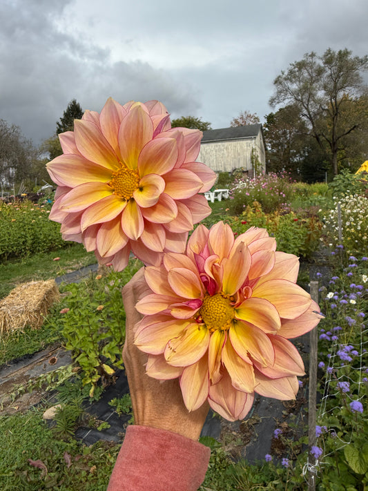 "My FAV" Bees Choice