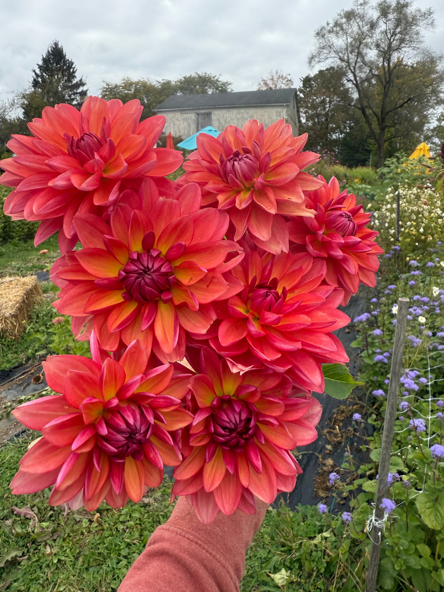 Karma Caroline Dahlia