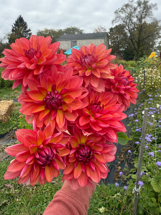 Karma Caroline Dahlia