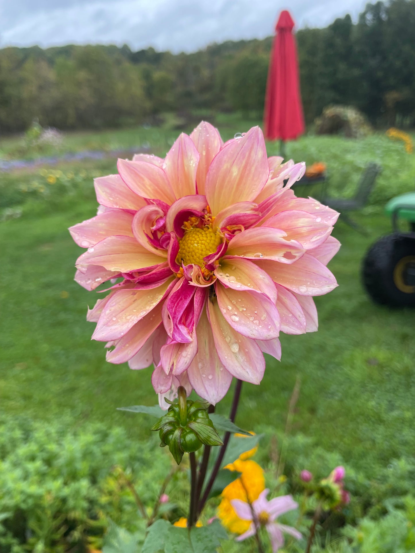 MYSTERY Dahlia Tuber