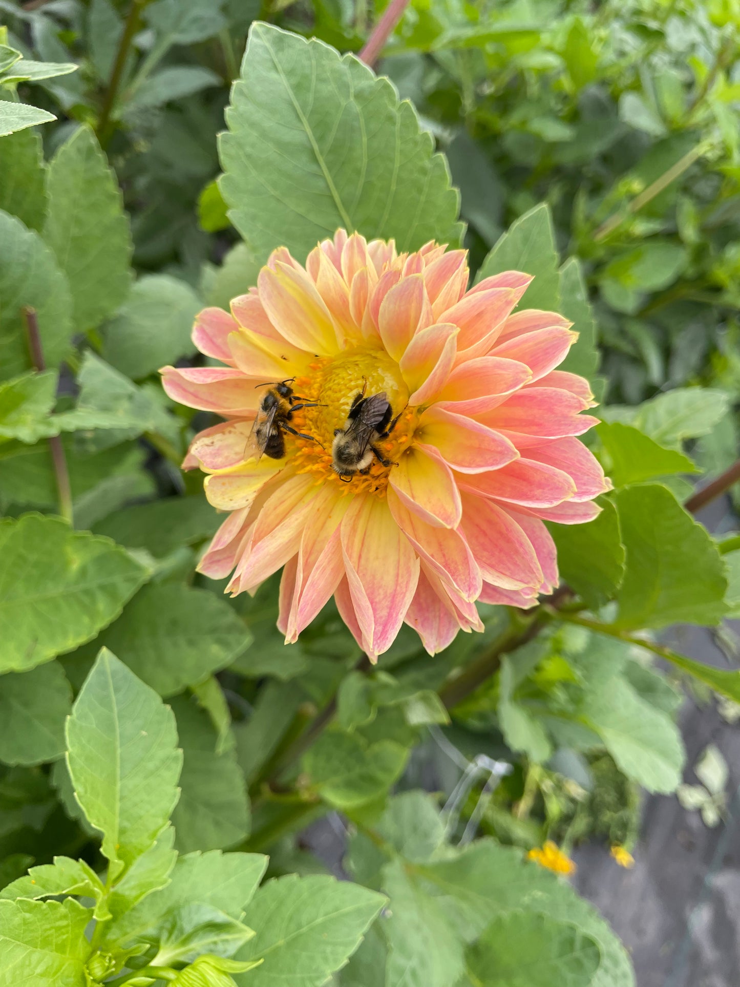 MYSTERY Dahlia Tuber