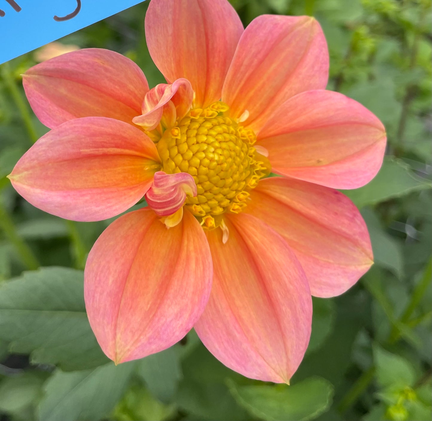 MYSTERY Dahlia Tuber